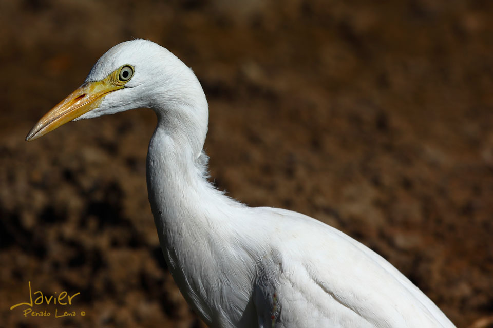 Garza Blanca (Ardea alba)