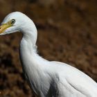 Garza Blanca (Ardea alba)