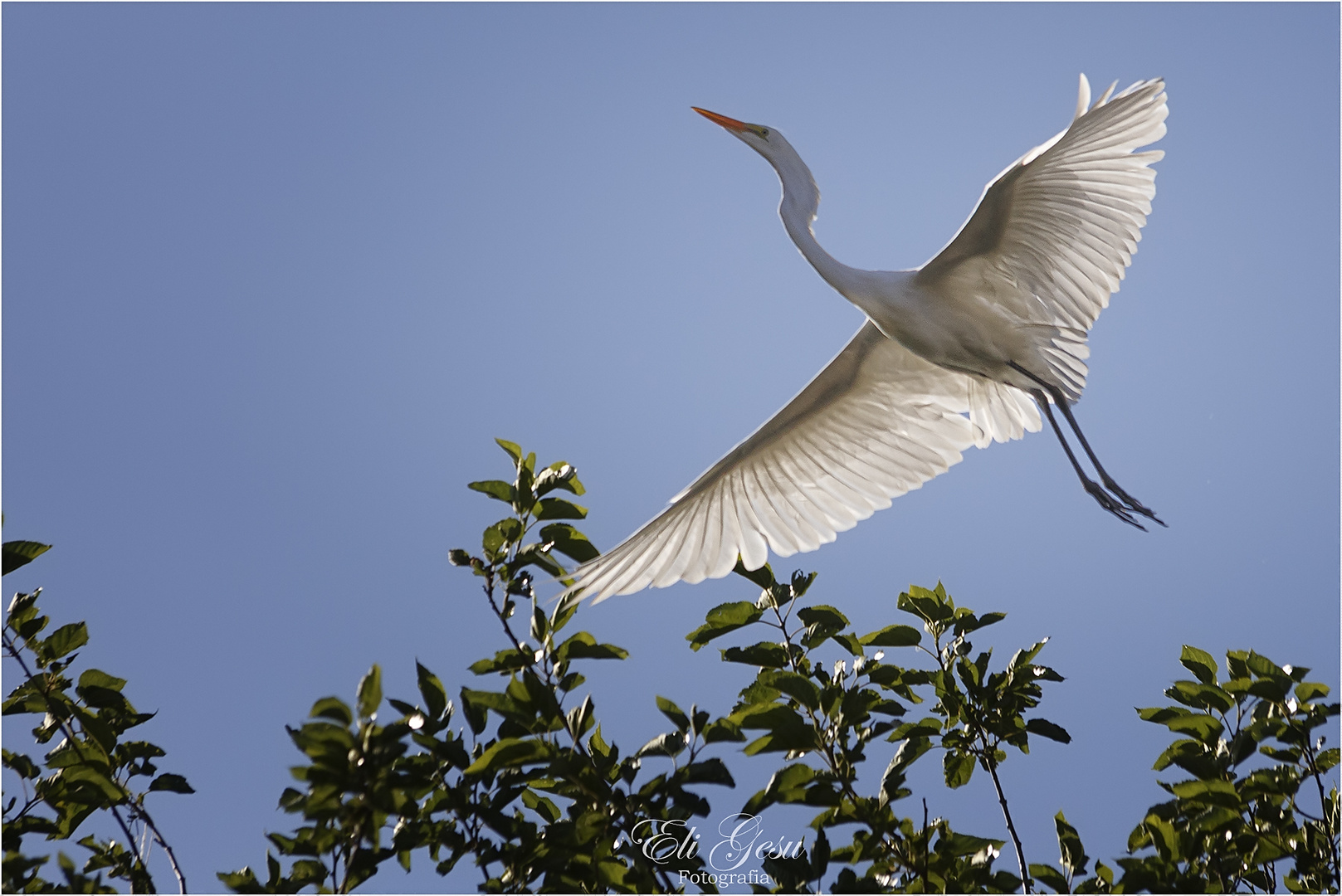 Garza blanca