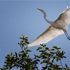 Garza blanca