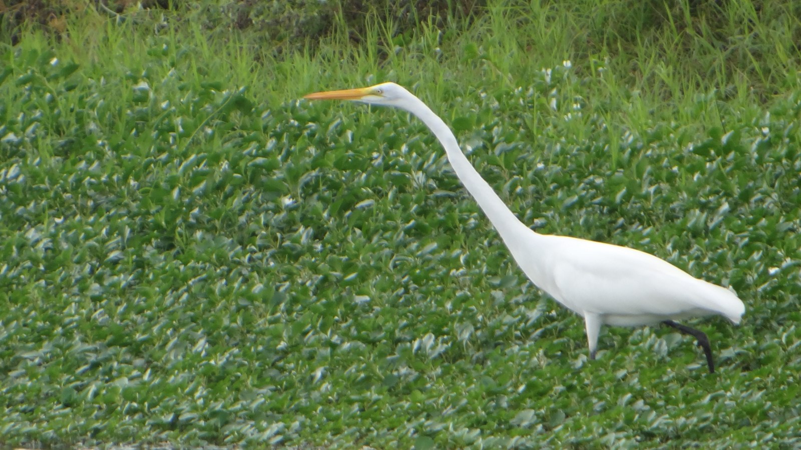 Garza Blanca