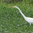 Garza Blanca