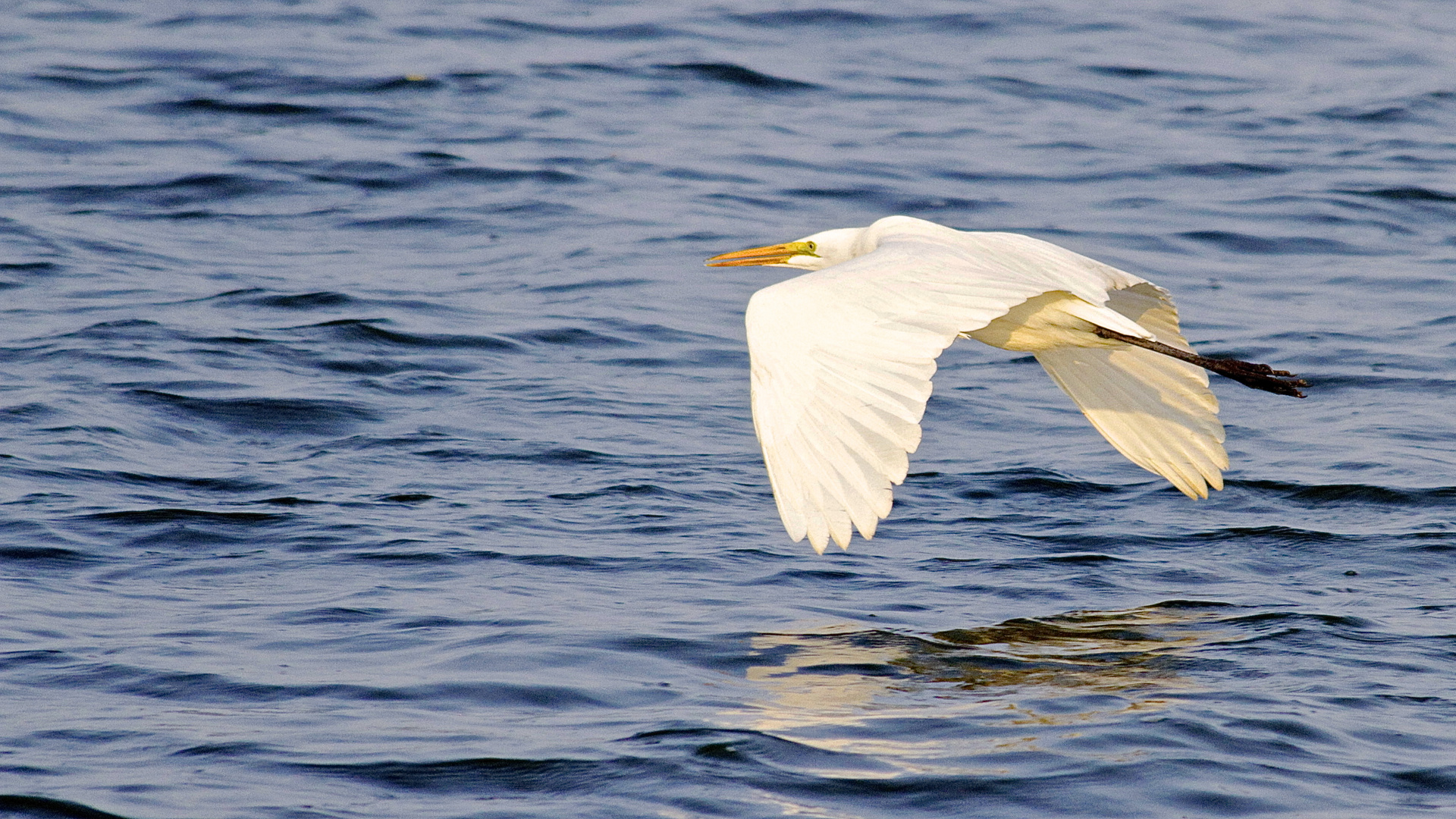 Garza Blanca