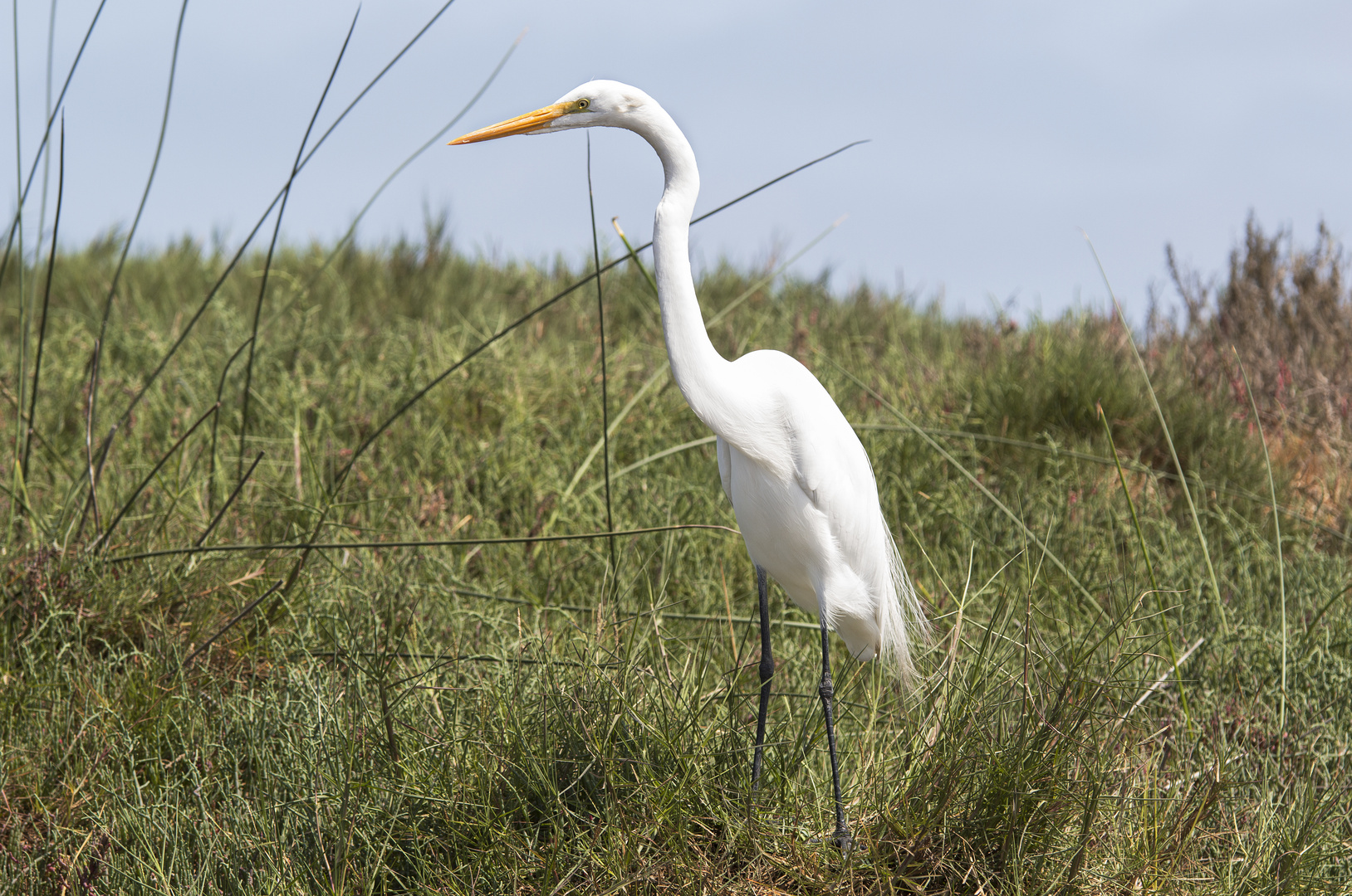 Garza blanca grande (Ardea alba)