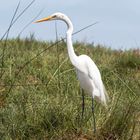 Garza blanca grande (Ardea alba)