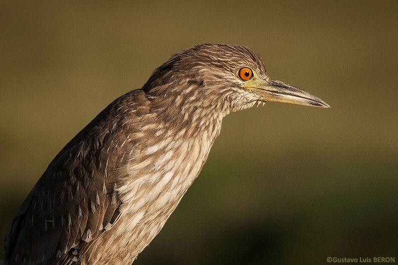 Garza Bruja