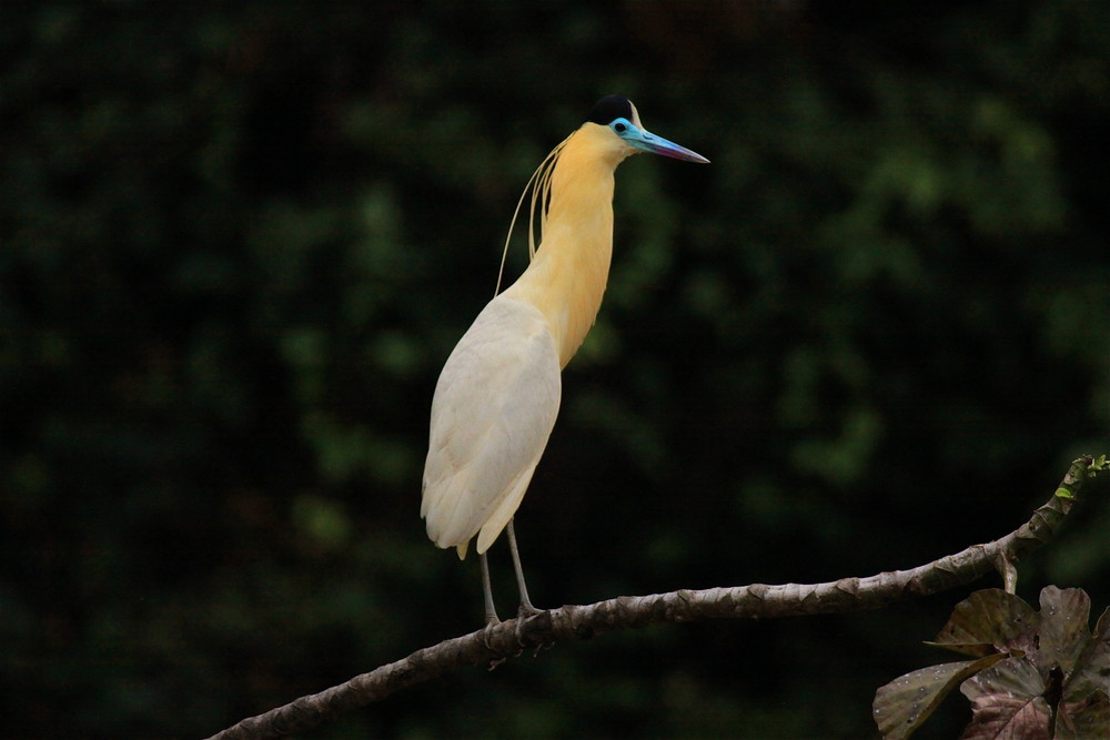 Garza cabeza negra