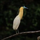 Garza cabeza negra