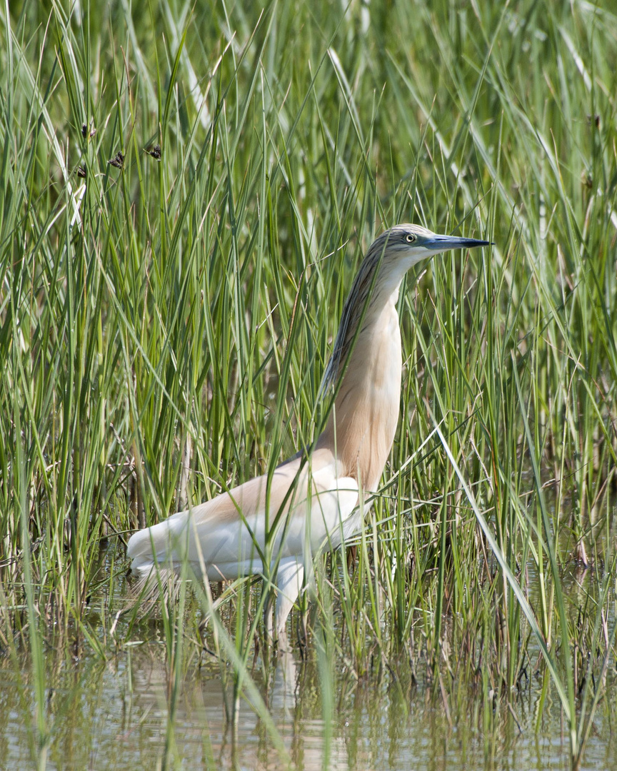 Garza Cangrejera