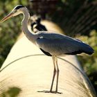 GARZA COMUN. RIO GUADARRANQUE.