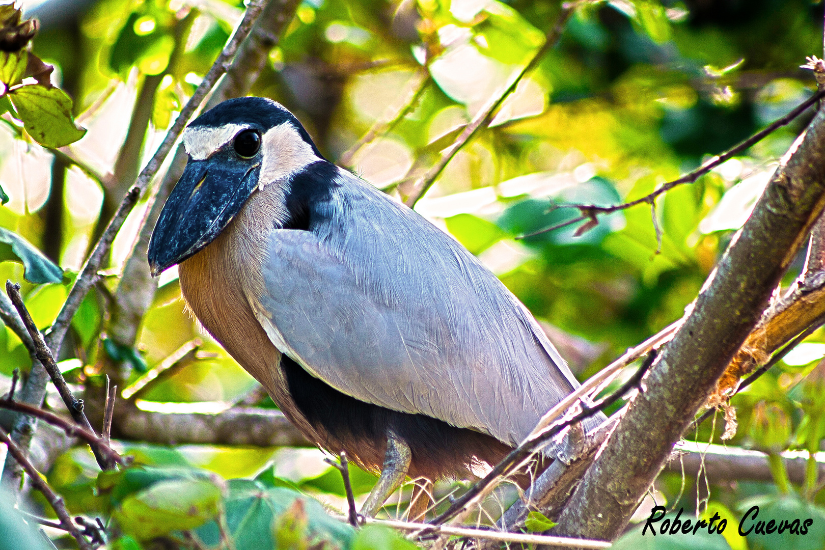 Garza Cucharon