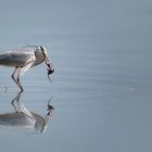 Garza en el Segre