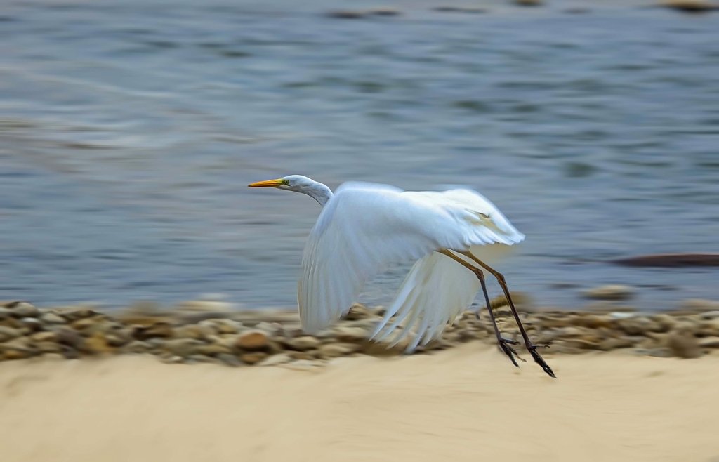 Garza en Rio Grande.