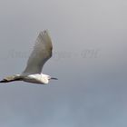 Garza en vuelo