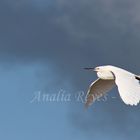 Garza en vuelo I