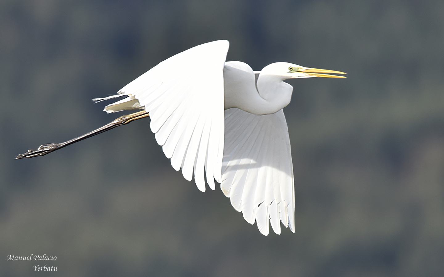 Garza grande - Ardea alba