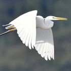 Garza grande - Ardea alba