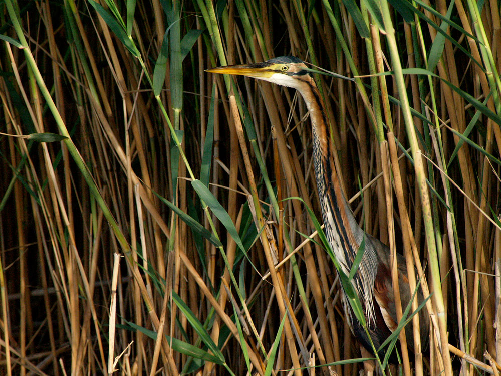 garza imperial (Ardea purpurea)