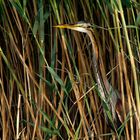 garza imperial (Ardea purpurea)