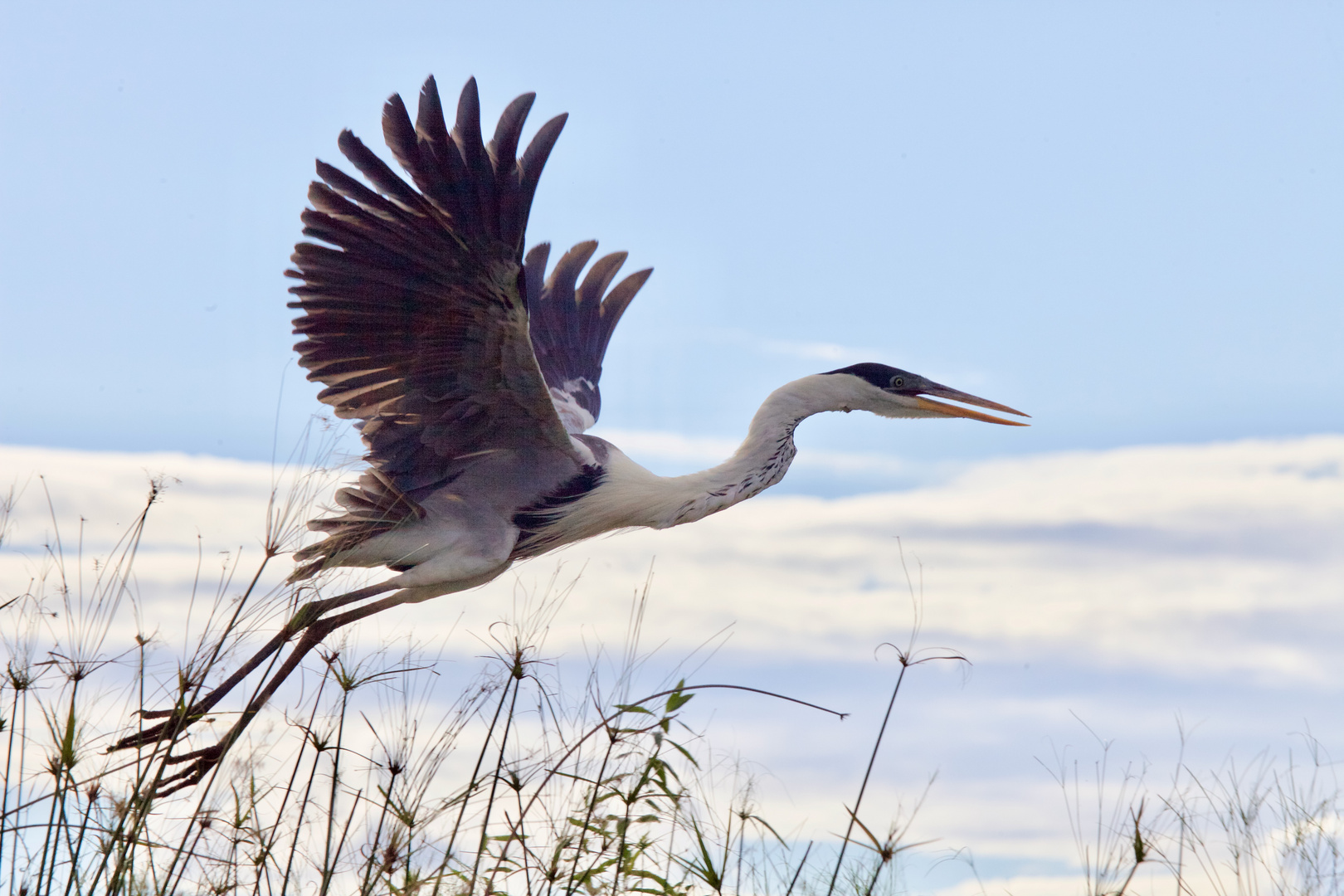  Garza mora / Ardea cocol / White-necked Heron (I)