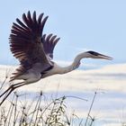  Garza mora / Ardea cocol / White-necked Heron (I)