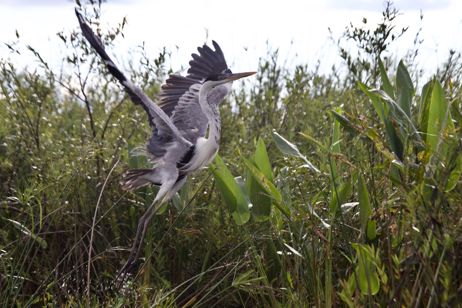 Garza mora / Ardea cocol / White-necked Heron (II)