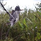 Garza mora / Ardea cocol / White-necked Heron (II)