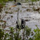  Garza mora / Ardea cocol / White-necked Heron (III)