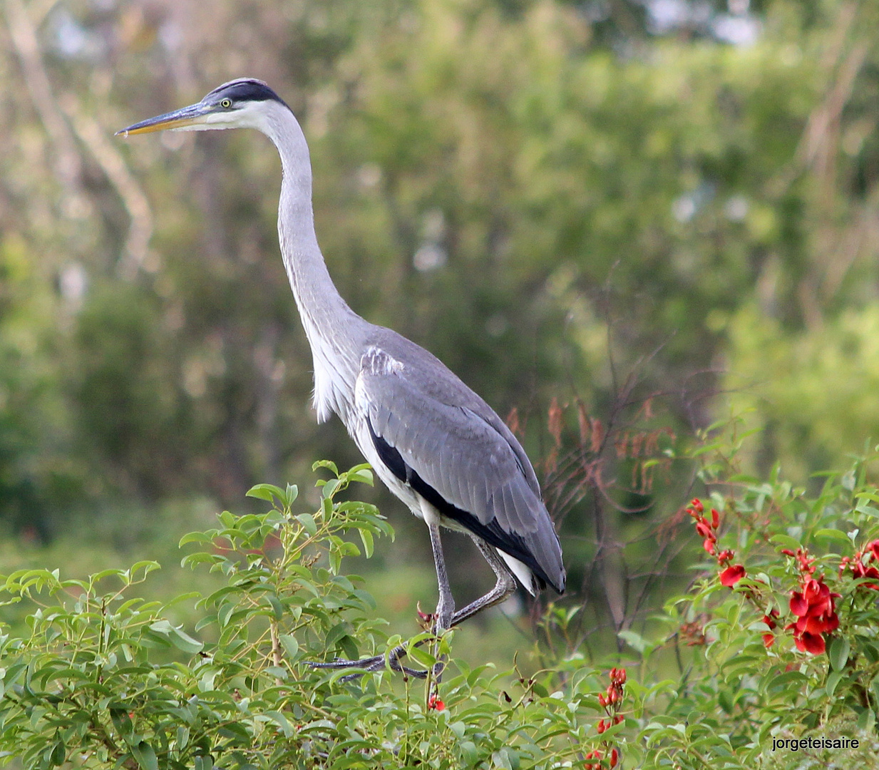 Garza Mora, ceibo en flor.