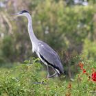 Garza Mora, ceibo en flor.