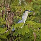 GARZA NOCTURNA - NIGHT HERON