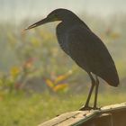 Garza Parda