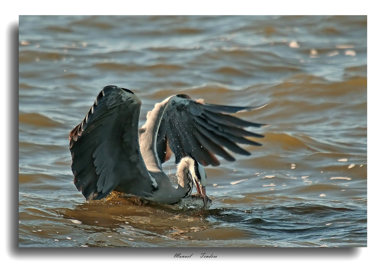 GARZA PESCANDO