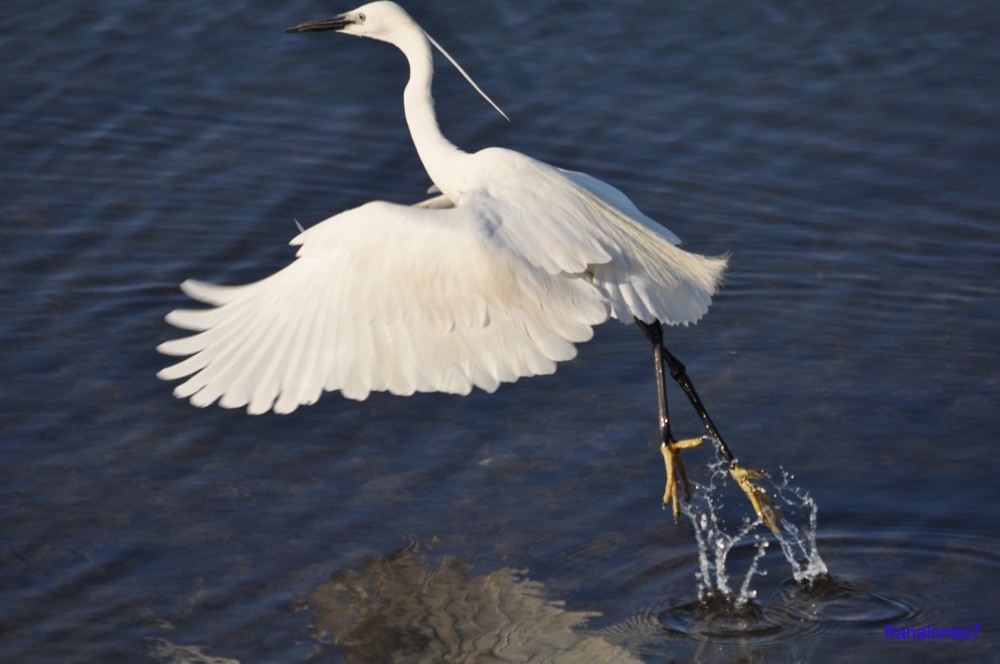 Garza Punta Umbría...Huelva