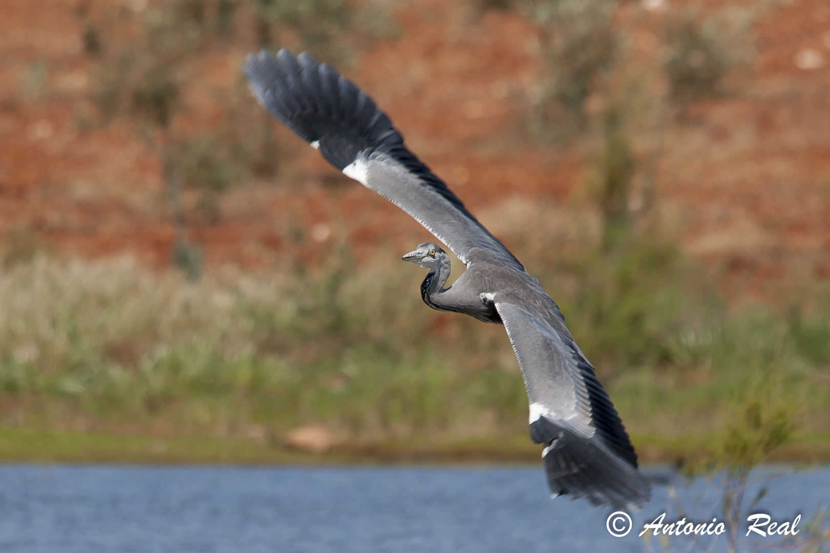 Garza Real - 3 ( Ardea cinerea )