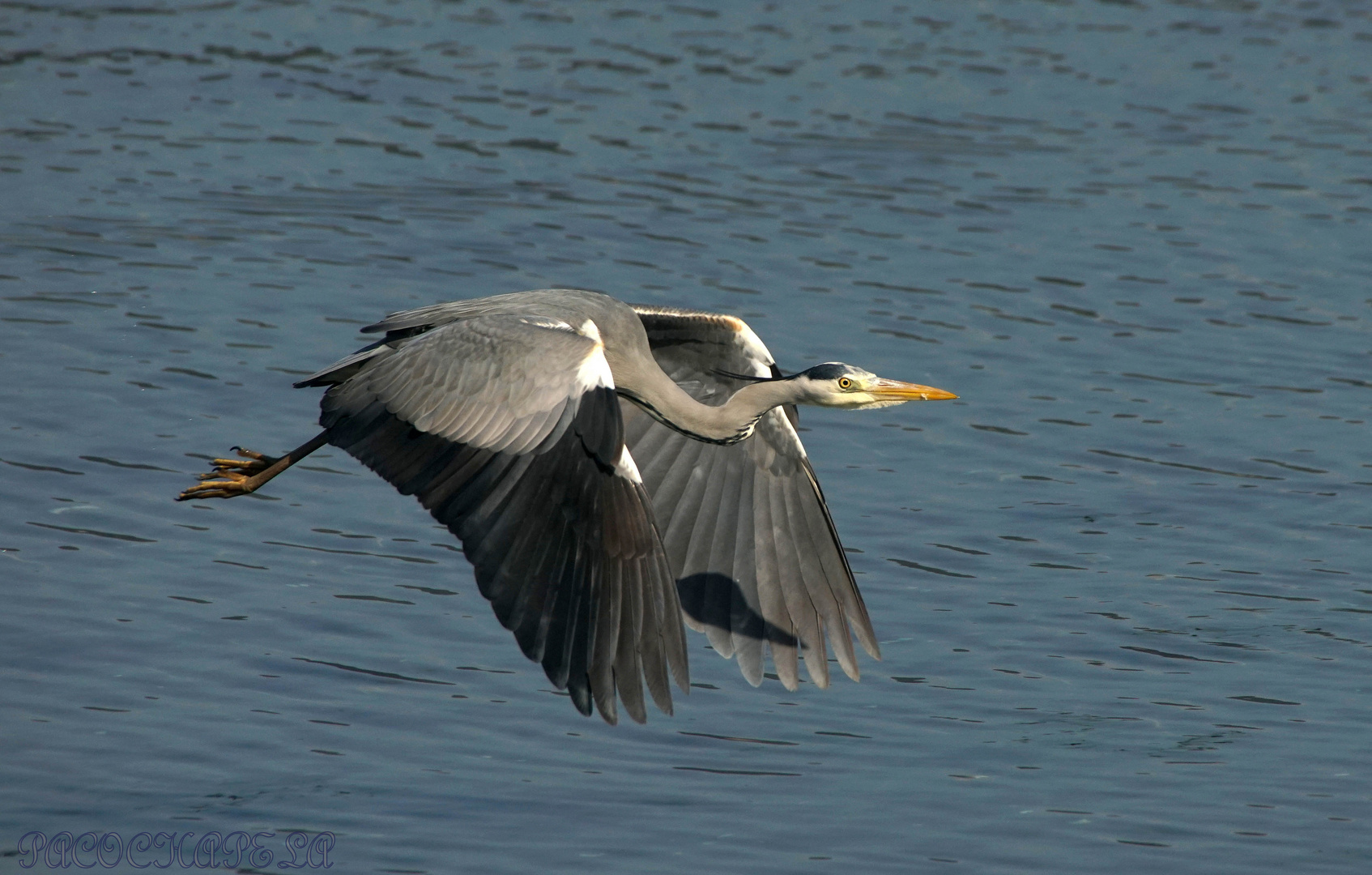 Garza real a vuelo