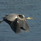 Garza real a vuelo