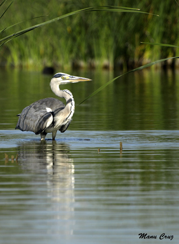 Garza Real (Ardea cinerea)