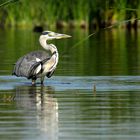 Garza Real (Ardea cinerea)