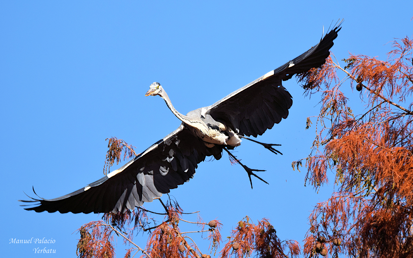 Garza real - Ardea cinerea