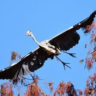 Garza real - Ardea cinerea