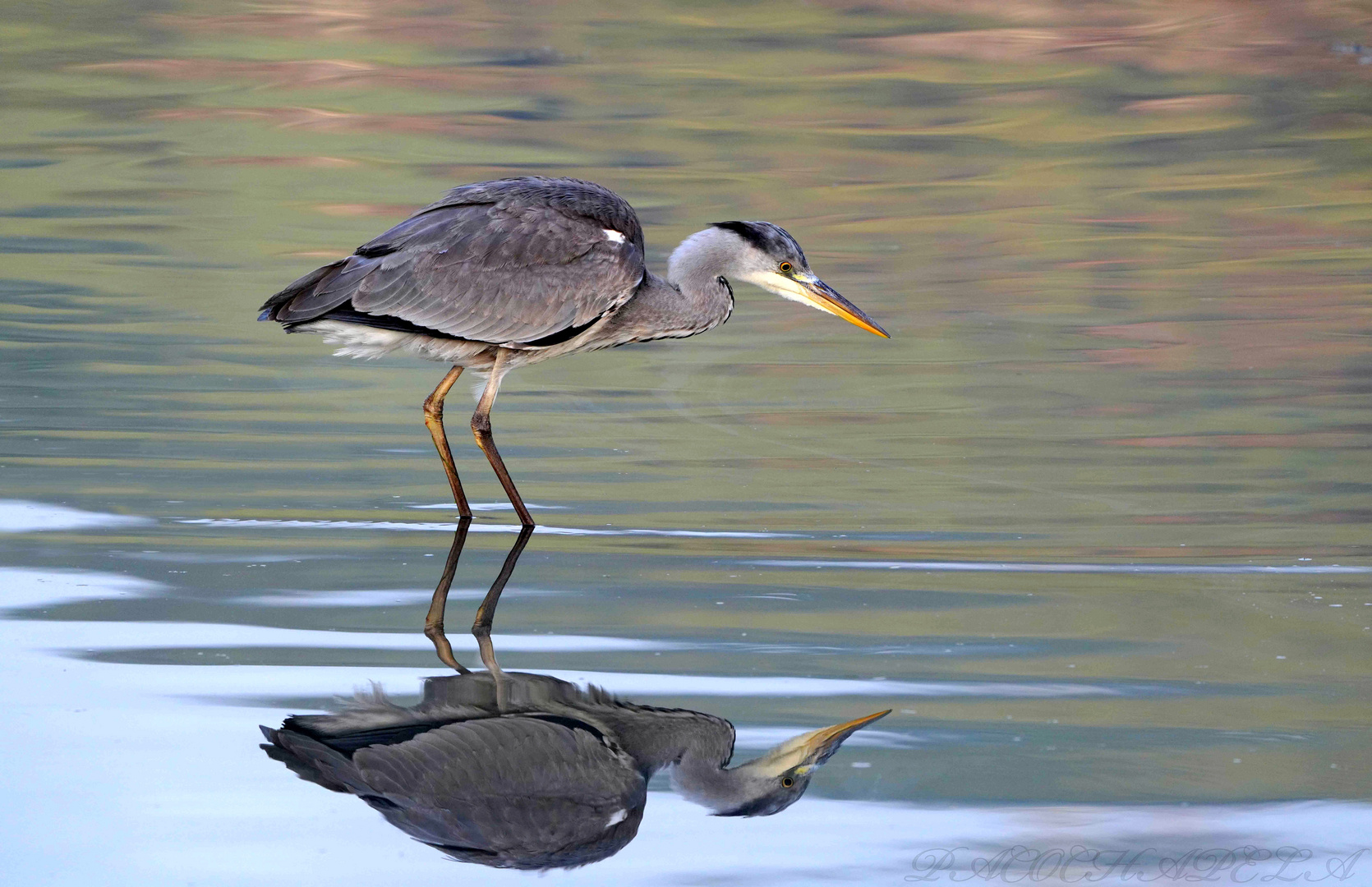 Garza real con reflejo.