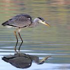 Garza real con reflejo.