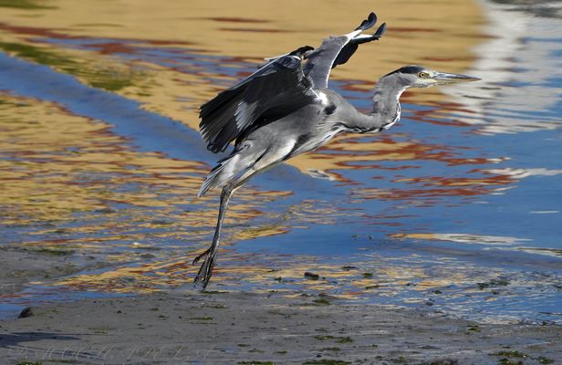 Garza real con reflejos