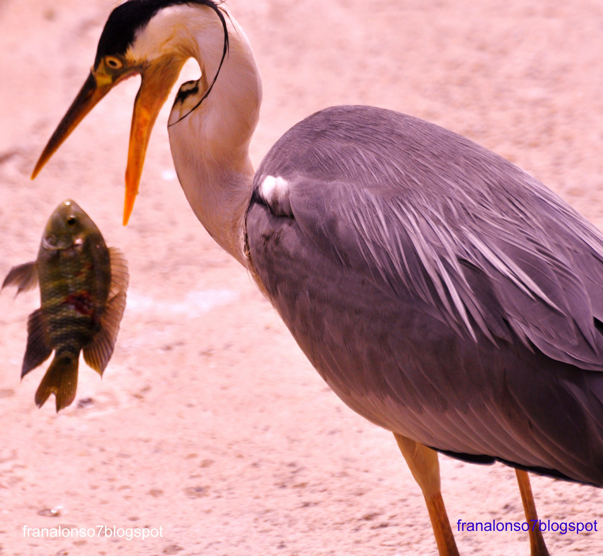 Garza Real con un Pez