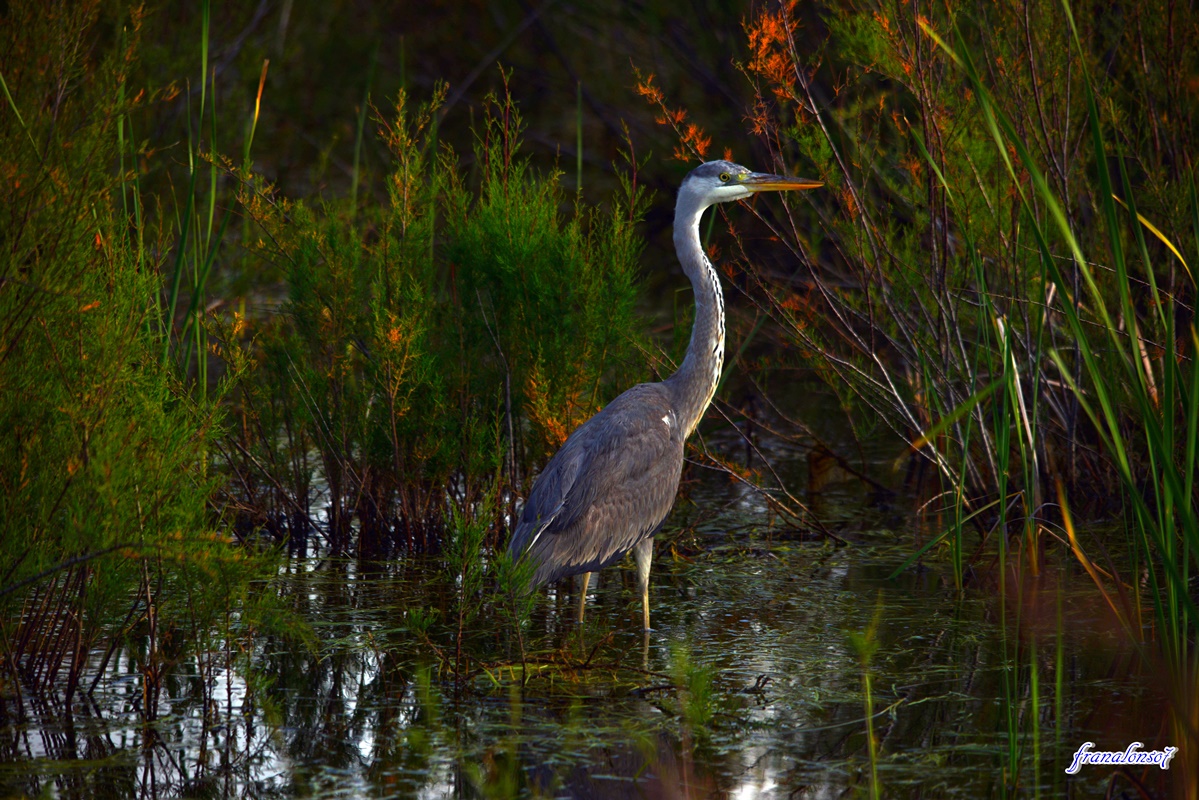 Garza Real Marismas Odiel... Huelva