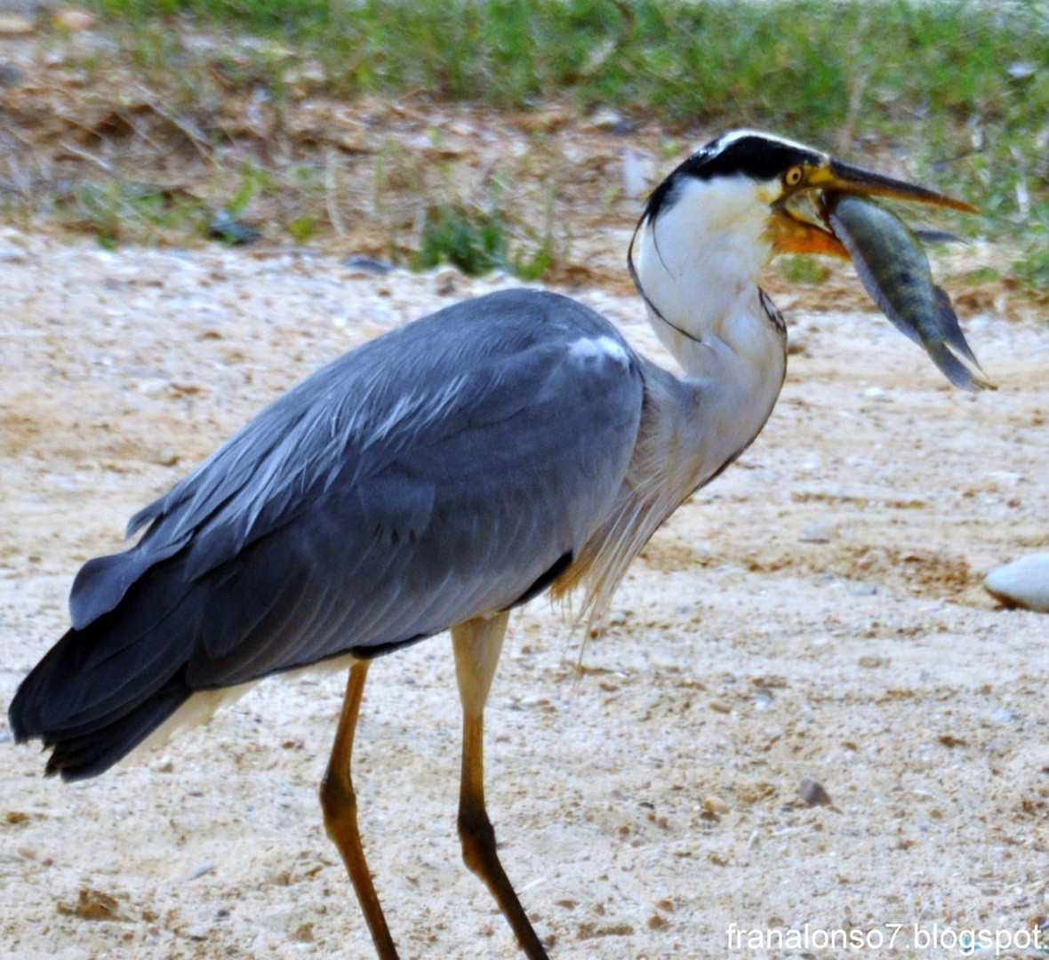 Garza Real tragando un pez