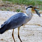 Garza Real tragando un pez