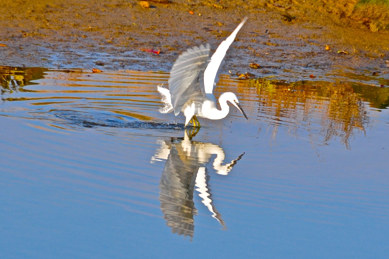 Garza y su reflejo