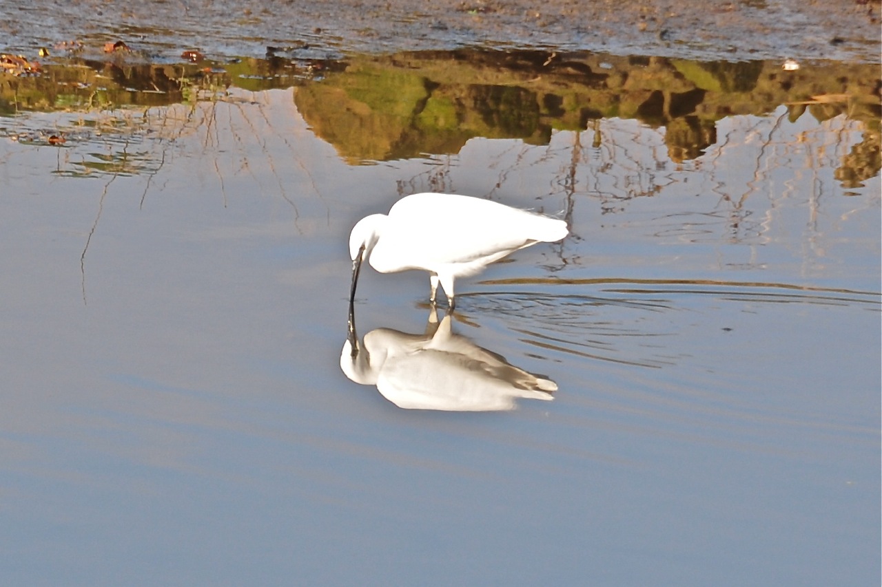 Garza y su reflejo